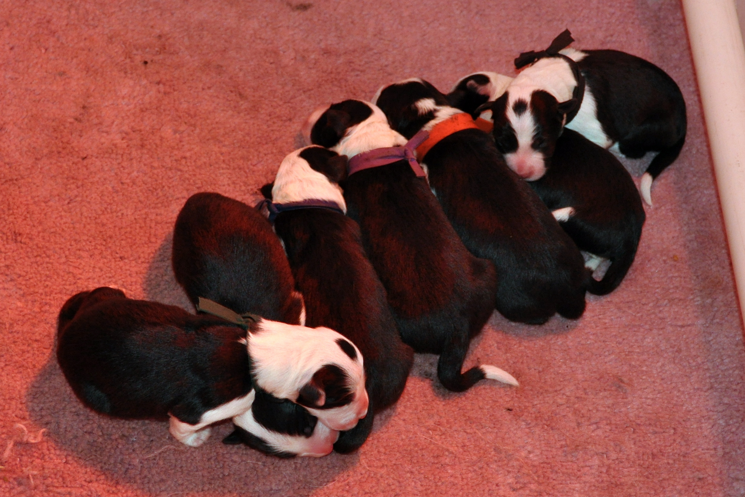 The seven pups on their first day!